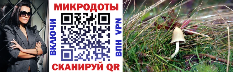 Псилоцибиновые грибы GOLDEN TEACHER  наркошоп  Руза 